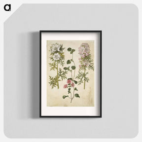 アートポスター-Malva moschata
 - マリア ジビーラ メーリアン Poster.