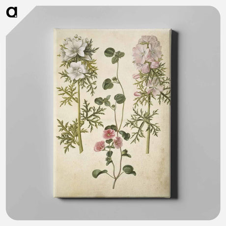 アートパネル-Malva moschata
 - マリア ジビーラ メーリアン Canvas.