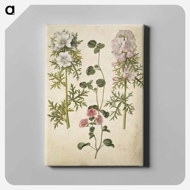 アートパネル-Malva moschata
 - マリア ジビーラ メーリアン Canvas.