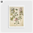 アートポストカード-Malva moschata
 - マリア ジビーラ メーリアン Postcard.