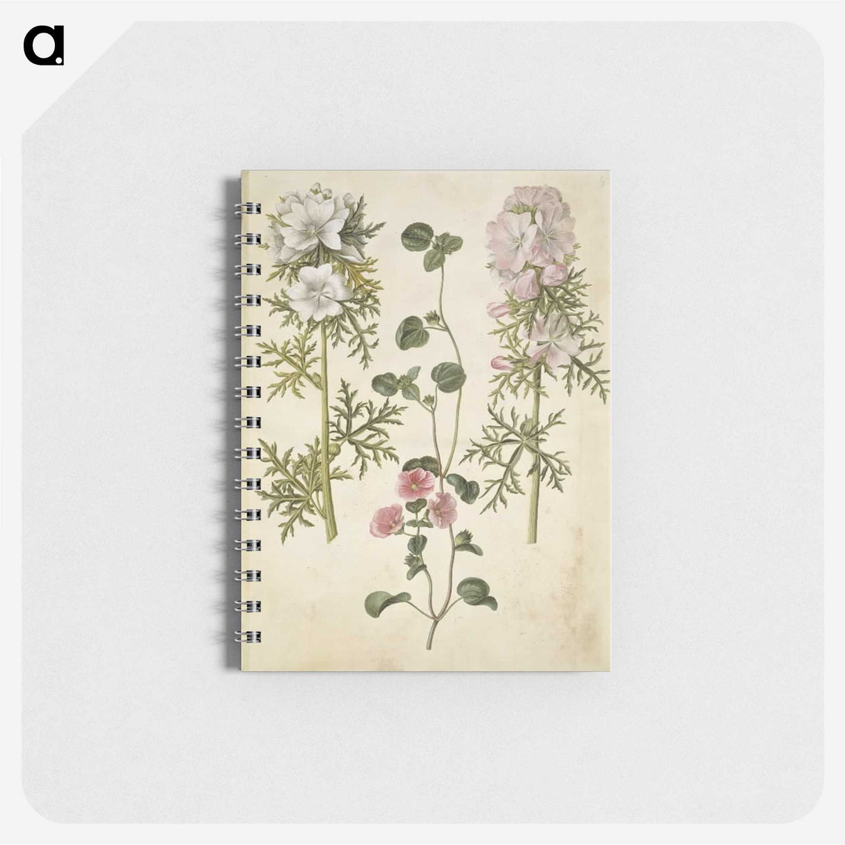 2-57_Maria-Sibylla-Merian_memo
