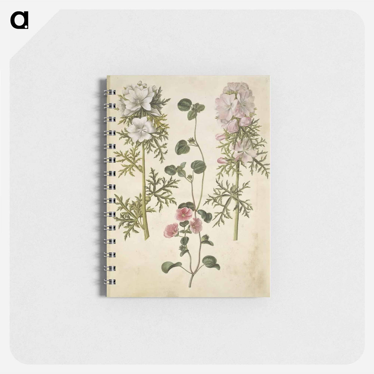アートメモ帳-Malva moschata
 - マリア ジビーラ メーリアン Memo.