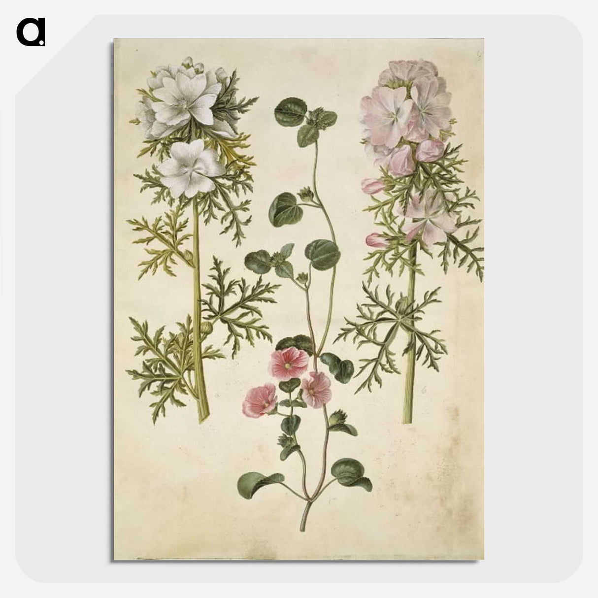 2-57_Maria-Sibylla-Merian_picture-crop