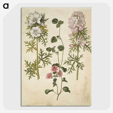2-57_Maria-Sibylla-Merian_picture-crop