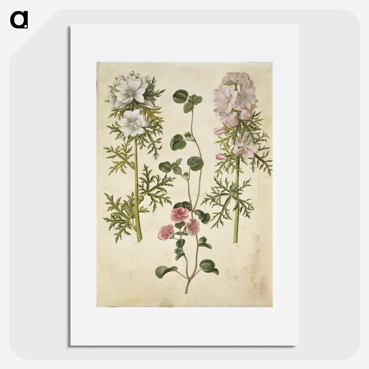 2-57_Maria-Sibylla-Merian_picture