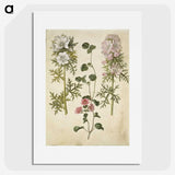 2-57_Maria-Sibylla-Merian_picture