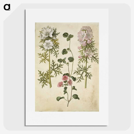 2-57_Maria-Sibylla-Merian_picture