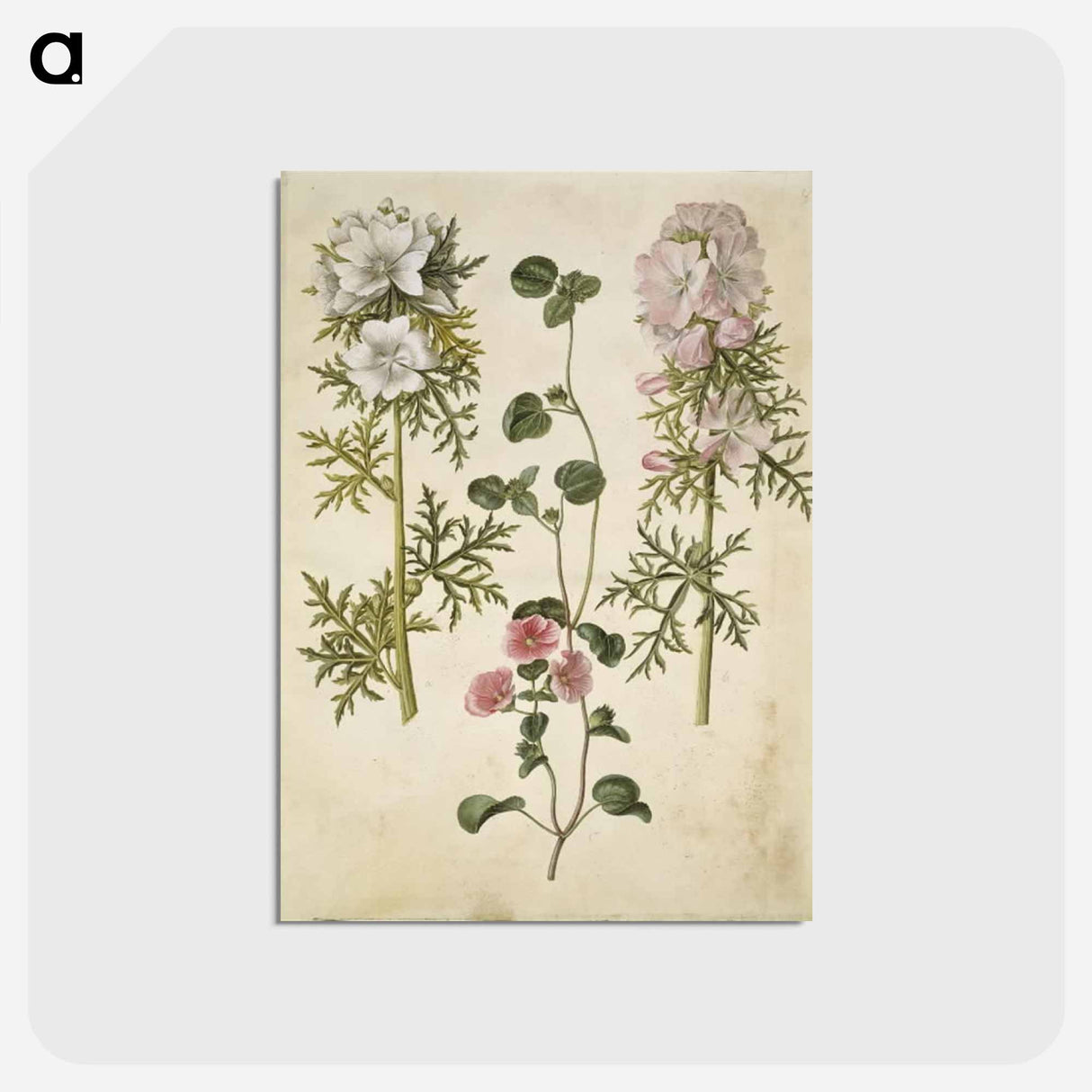 アートポストカード-Malva moschata
 - マリア ジビーラ メーリアン Postcard.