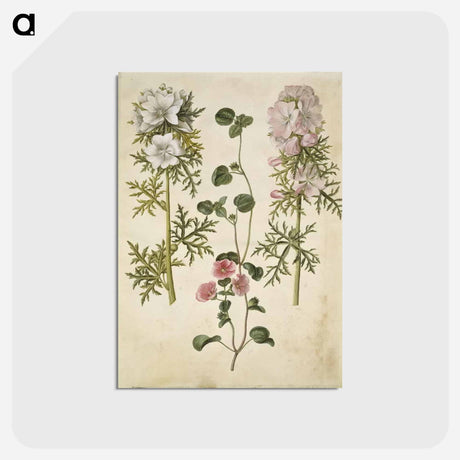 アートポストカード-Malva moschata
 - マリア ジビーラ メーリアン Postcard.