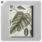 2-57_Mark-Catesby_canvas