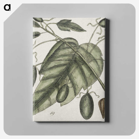 2-57_Mark-Catesby_canvas
