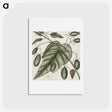 アートポストカード-The Natural History of Carolina
 - マーク ケイツビー Postcard.