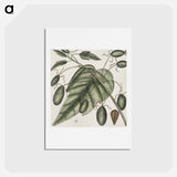 アートポストカード-The Natural History of Carolina
 - マーク ケイツビー Postcard.