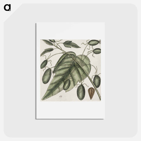 アートポストカード-The Natural History of Carolina
 - マーク ケイツビー Postcard.