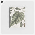 2-57_Mark-Catesby_memo