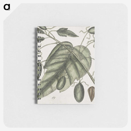2-57_Mark-Catesby_memo