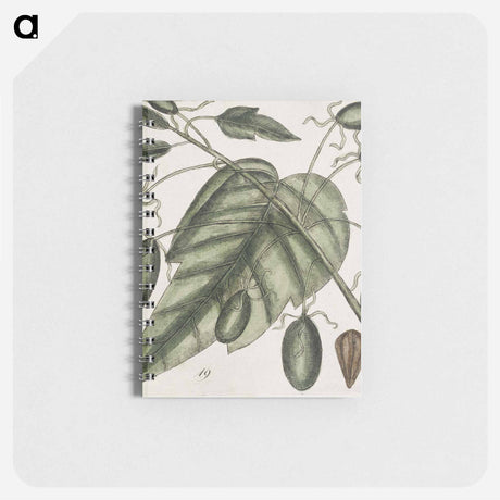 アートメモ帳-The Natural History of Carolina
 - マーク ケイツビー Memo.