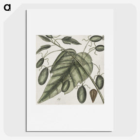 2-57_Mark-Catesby_picture