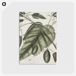 2-57_Mark-Catesby_postcard