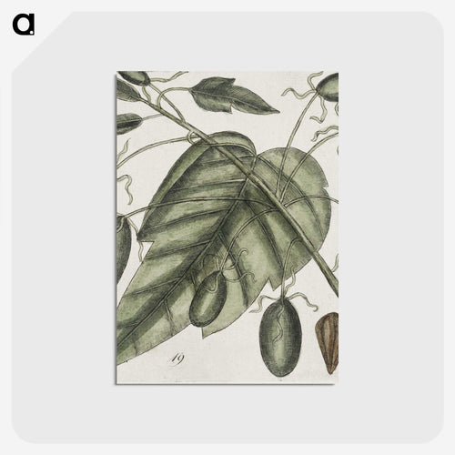 The Natural History of Carolina
 - マーク ケイツビー Postcard.