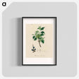 アートポスター-Buckthorn Illustration
 - 薬用植物学 Poster.