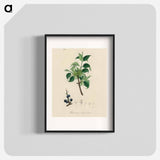 アートポスター-Buckthorn Illustration
 - 薬用植物学 Poster.