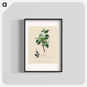 アートポスター-Buckthorn Illustration
 - 薬用植物学 Poster.