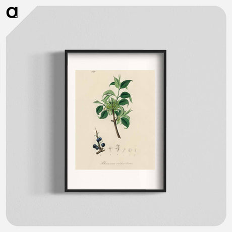 アートポスター-Buckthorn Illustration
 - 薬用植物学 Poster.