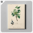 アートパネル-Buckthorn Illustration
 - 薬用植物学 Canvas.