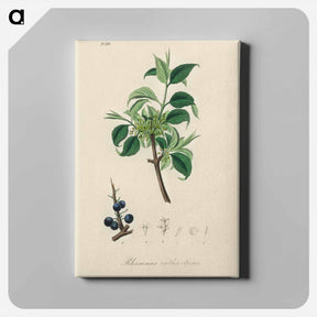 アートパネル-Buckthorn Illustration
 - 薬用植物学 Canvas.