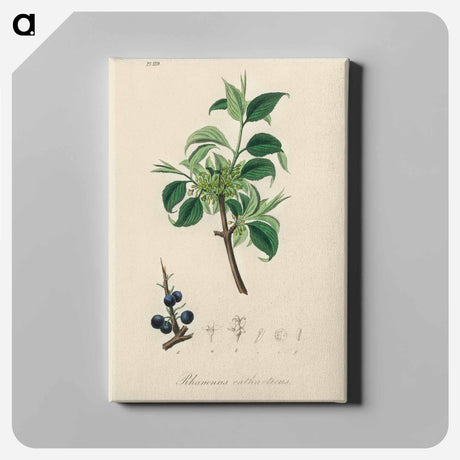 アートパネル-Buckthorn Illustration
 - 薬用植物学 Canvas.