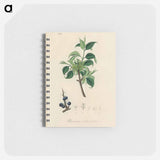 アートメモ帳-Buckthorn Illustration
 - 薬用植物学 Memo.
