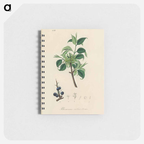 アートメモ帳-Buckthorn Illustration
 - 薬用植物学 Memo.