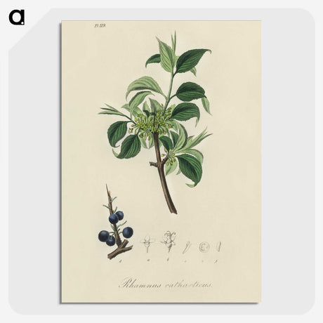 2-57_Medical-Botany_picture-crop