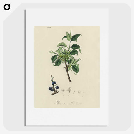 2-57_Medical-Botany_picture