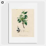 アートポスター-Buckthorn Illustration
 - 薬用植物学 Poster.