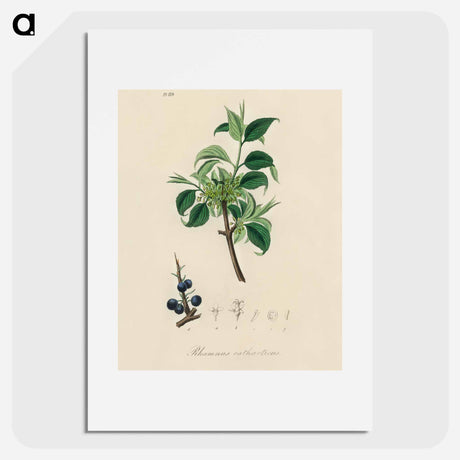 アートポスター-Buckthorn Illustration
 - 薬用植物学 Poster.