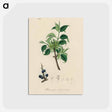 アートポストカード-Buckthorn Illustration
 - 薬用植物学 Postcard.
