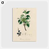 アートポストカード-Buckthorn Illustration
 - 薬用植物学 Postcard.