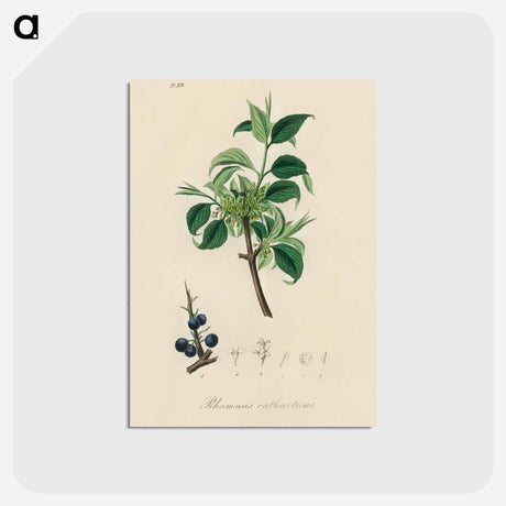 アートポストカード-Buckthorn Illustration
 - 薬用植物学 Postcard.