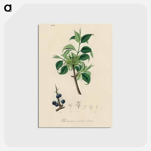 Buckthorn Illustration
 - Medicinal Botany Postcard.