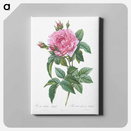 アートパネル-Gallic Rose - ピエール ジョゼフ ルドゥーテ Canvas.