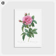 アートポストカード-Gallic Rose - ピエール ジョゼフ ルドゥーテ Postcard.