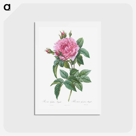 アートポストカード-Gallic Rose - ピエール ジョゼフ ルドゥーテ Postcard.