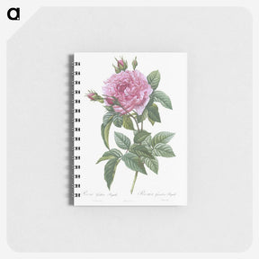 2-57_Pierre-Joseph-Redoute_memo