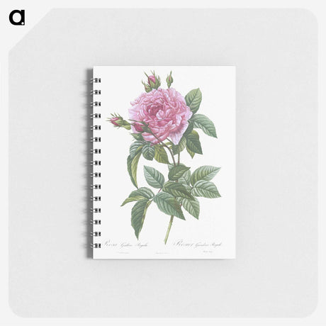 2-57_Pierre-Joseph-Redoute_memo