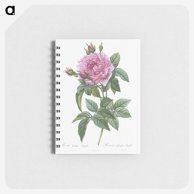 2-57_Pierre-Joseph-Redoute_memo