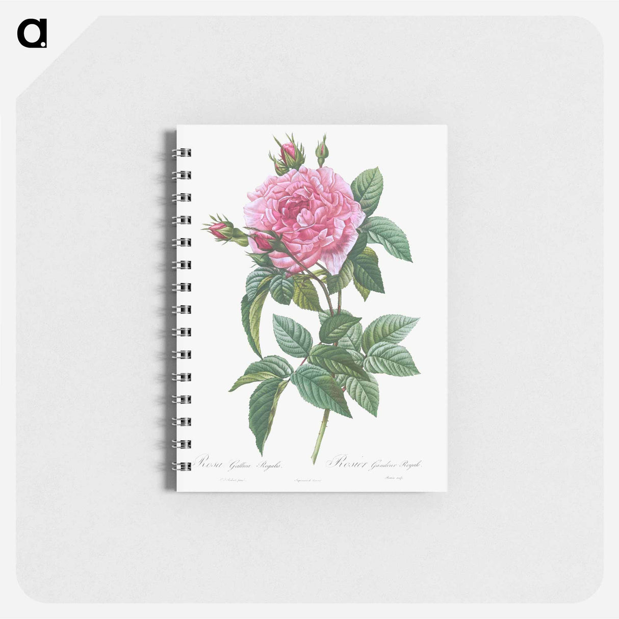Gallic Rose - ピエール ジョゼフ ルドゥーテ Memo.