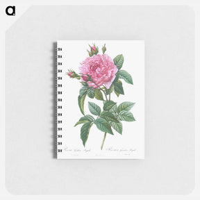アートメモ帳-Gallic Rose - ピエール ジョゼフ ルドゥーテ Memo.