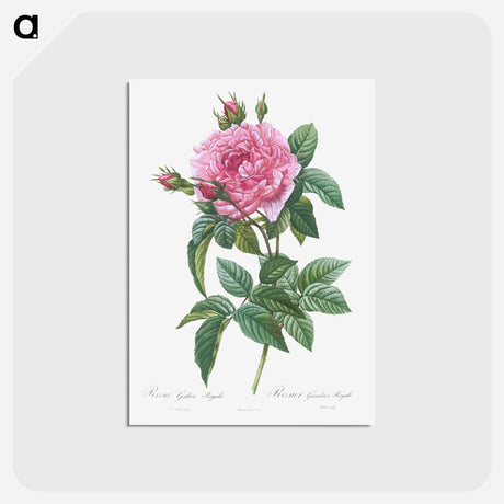 アートポストカード-Gallic Rose - ピエール ジョゼフ ルドゥーテ Postcard.